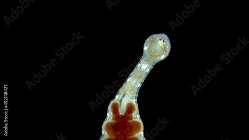 Leech of the family Glossiphoniidae under a microscope, order Rhynchobdellida. Possibly the genus Hemiclepsis. Freshwater, sucks blood from fish, amphibians photo