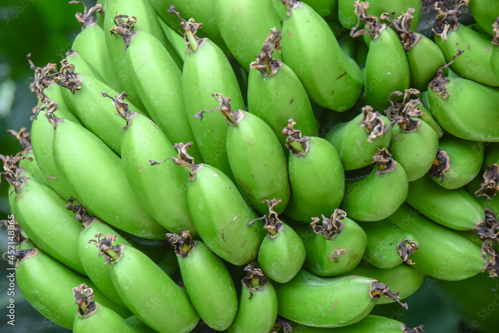 bush of young green fresh bananas