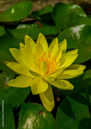 Yellow lotus in pond