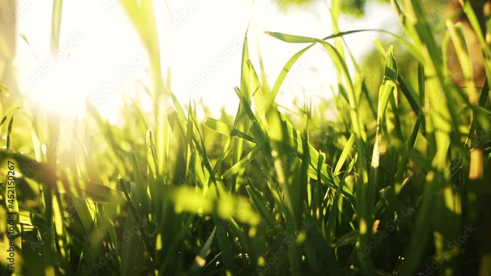 Long green leaves and thin stems of grass sway in light wind at back bright sunlight on calm summer morning in countryside macro Long green leaves and thin stems of grass sway in light wind at back bright sunlight on calm summer morning in countryside macro