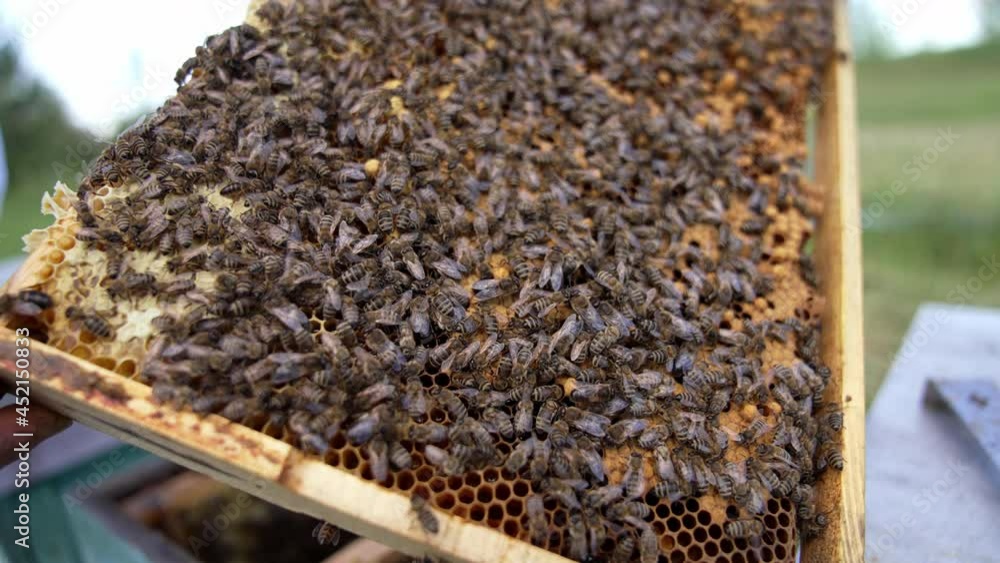Busy bees sealing honeycombs. Frame full of bees working. Honey insects crawling on honeycomb filling cells with organic honey. Busy bees sealing honeycombs. Frame full of bees working. Honey insects crawling on honeycomb filling cells with organic honey.