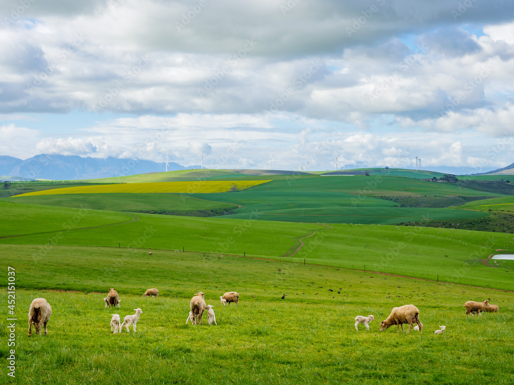 Beautiful rolling hills of canola flowers and farmlands in spring. Sheep graze in the fields with the Klipheuwel Wind Farm in the background. Near Caledon, Overberg, Western Cape, South Africa.