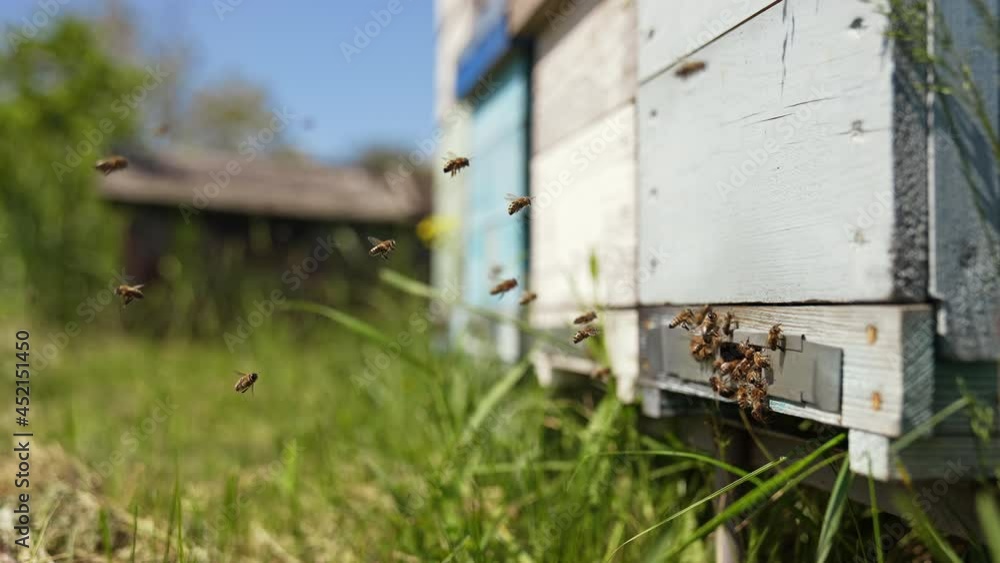 Busy bees flying into wooden beehive box. Swarm of honey bees flying in and out the beehive in summer day. Honey bees at the entrance of a hive. Slow motion. Busy bees flying into wooden beehive box. Swarm of honey bees flying in and out the beehive in summer day. Honey bees at the entrance of a hive. Slow motion.
