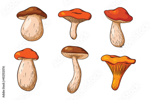 Forest Mushroom Set. Collection of hand drawn edible mushrooms. White mushroom, russula, boletus, chanterelle. Vector illustration for logo, menu, print, sticker, design and decoration. Premium Vector