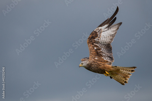 Red Kite in the Thuderstorm Sun Welsh Countryside