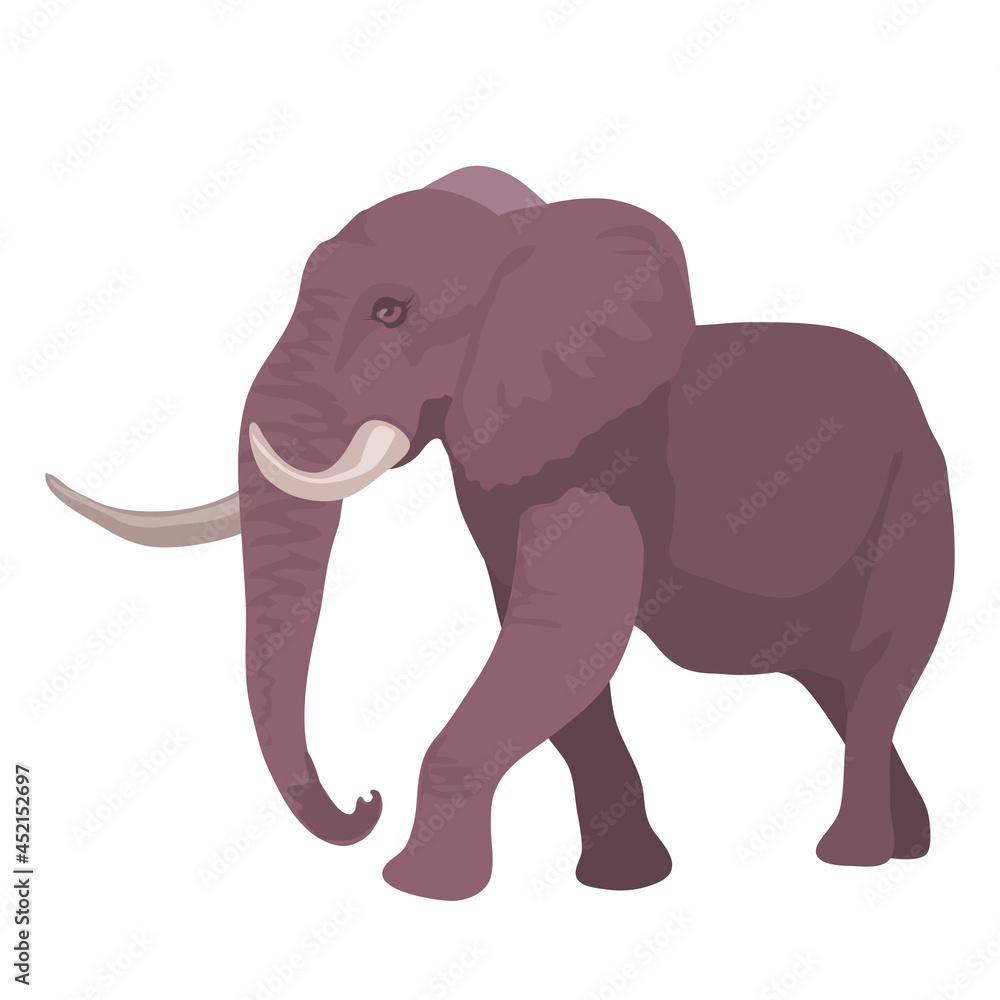 African Elephant Isolated in white background