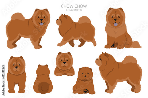 Chow chow longhaired variety clipart. Different poses, coat colors set