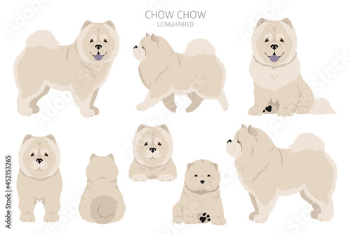 Chow chow longhaired variety clipart. Different poses, coat colors set