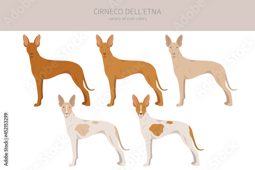 Cirneco dell Etna  Sicilian hound clipart. Different poses  coat colors set