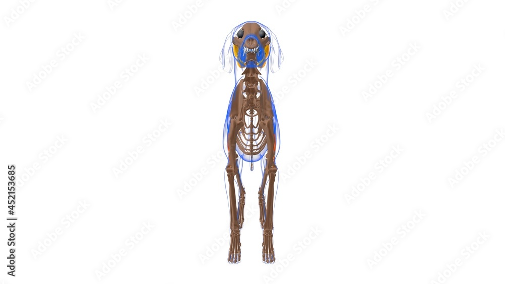 Biceps Femoris muscle Dog muscle Anatomy For Medical Concept 3D