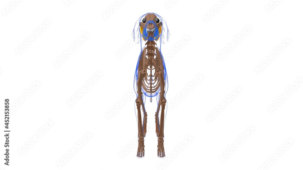 Interossei muscle Dog muscle Anatomy For Medical Concept 3D