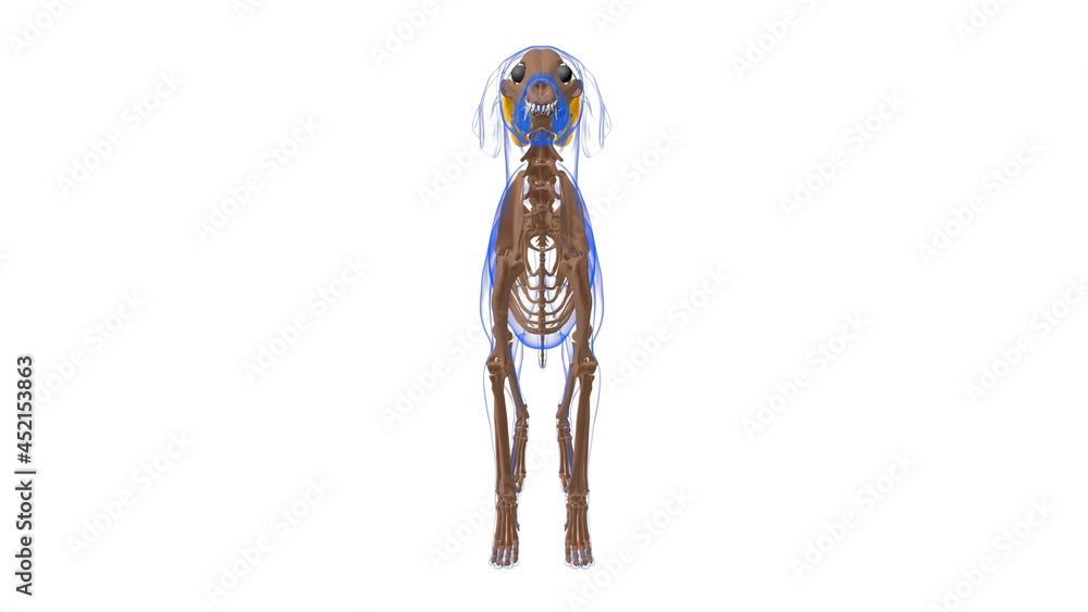 Interosseus muscle Dog muscle Anatomy For Medical Concept 3D