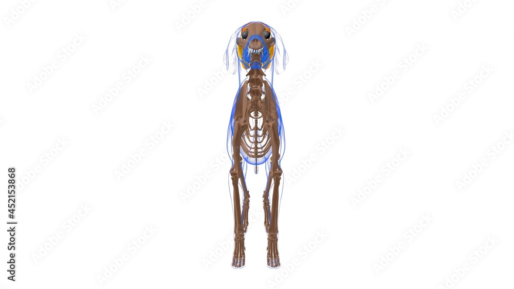 Interscapular muscle Dog muscle Anatomy For Medical Concept 3D