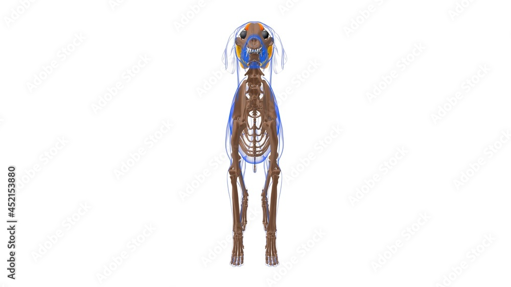 Levator Anguli Oculi Medialis muscle Dog muscle Anatomy For Medical Concept 3D