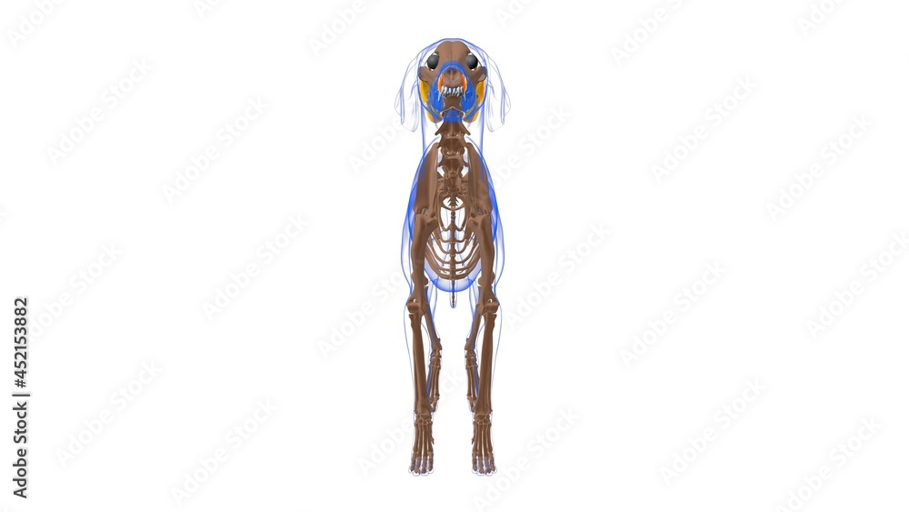 Levator Labii Maxillaris muscle Dog muscle Anatomy For Medical Concept 3D