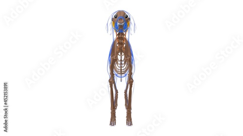 Longissimus Capitis muscle Dog muscle Anatomy For Medical Concept 3D