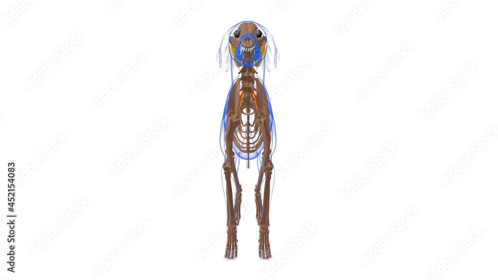 Serratus Dorsalis Cranialis muscle Dog muscle Anatomy For Medical Concept 3D