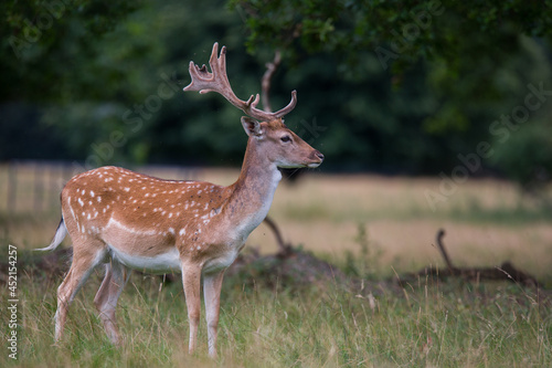 Fallow Deer Stag shedding Antlers before the rutting season  Shropshire United Kingdom