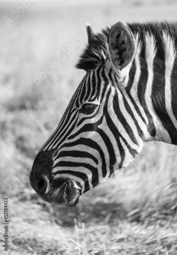 Close Up view of a Zebra