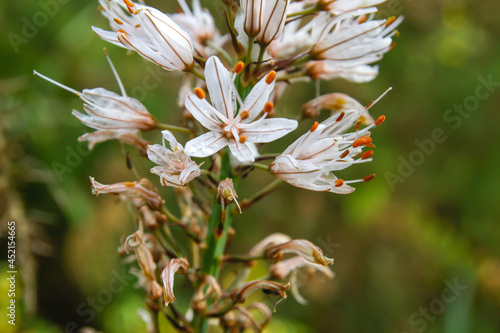 Summer asphodel white flowers photo