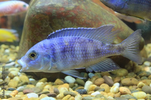 Fancy species of tilapia fish