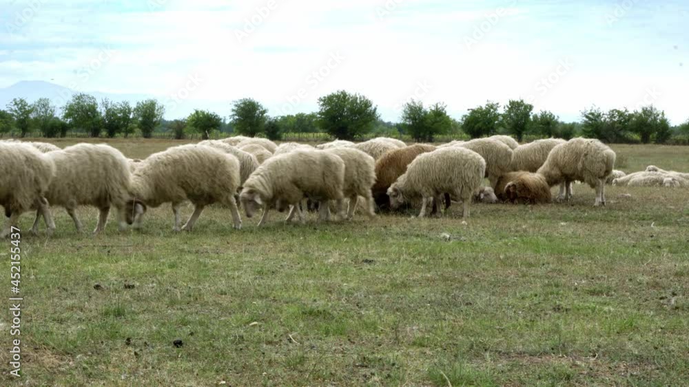 A herd of sheep grazes on a meadow on a hot summer day. A herd of sheep grazes on a meadow on a hot summer day.