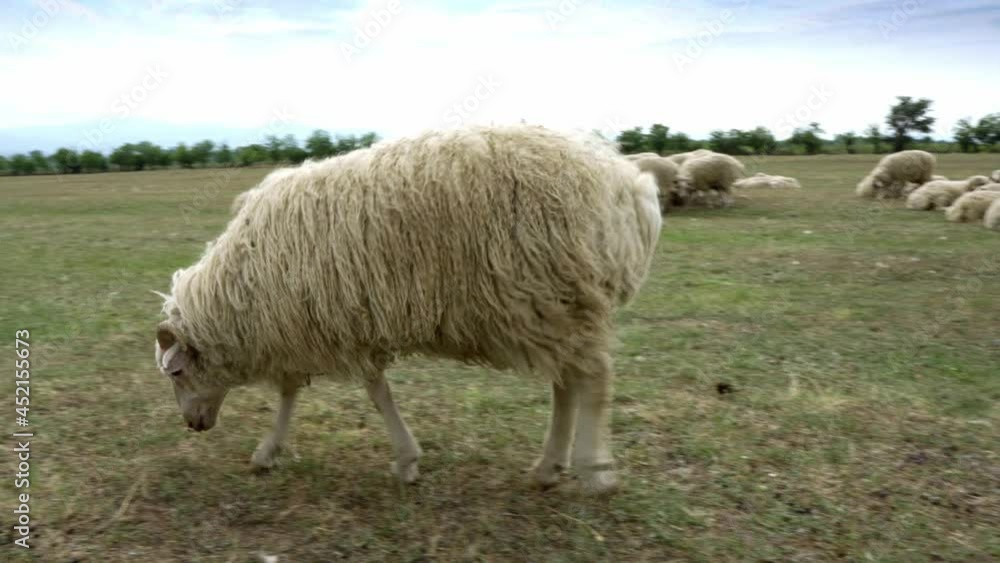 A herd of sheep grazes on a meadow on a hot summer day. A herd of sheep grazes on a meadow on a hot summer day.