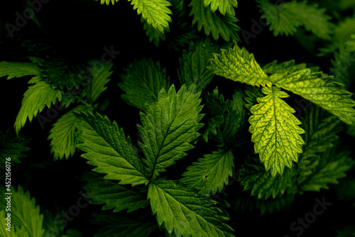 Agrimonia Procera - green foliage background