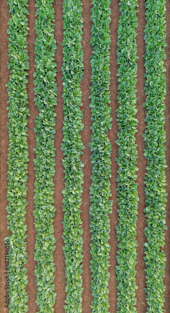 beds of young cabbage growing on the farm, aerial view. agricultural field of cabbage planted in rows beds of young cabbage growing on the farm, aerial view. agricultural field of cabbage planted in rows