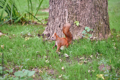 red squirrel tree glade rodent