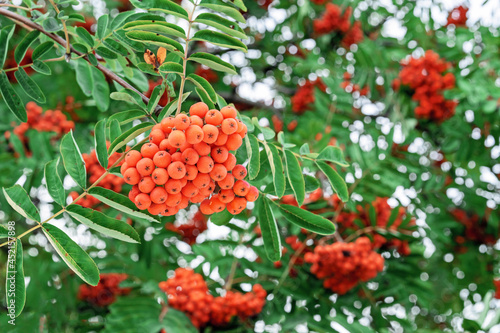 Fototapeta Naklejka Na Ścianę i Meble -  Orange rowan berries. Rowan bunches in the autumn garden.
