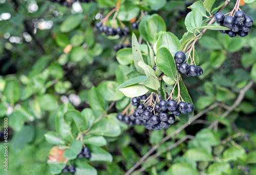 Ripe berries of chokeberry or aronia melanocarp on a tree branch.