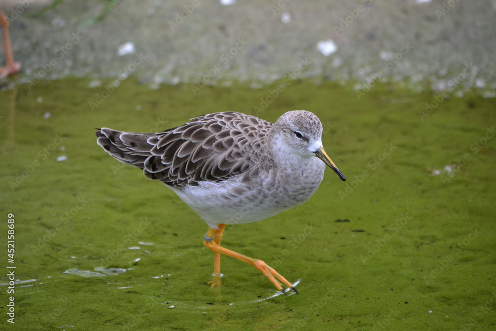 zoo, tier, affe, ganz, vofel, makak, wild lebende tiere, baby, säugetier, wild, natur, mama, fell, asien, tierpark, dschungel, gesicht, kind, wald, liebe, sitzen, siam, braun, familie, gibraltar, anre zoo, tier, affe, ganz, vofel, makak, wild lebende tiere, baby, säugetier, wild, natur, mama, fell, asien, tierpark, dschungel, gesicht, kind, wald, liebe, sitzen, siam, braun, familie, gibraltar, anre