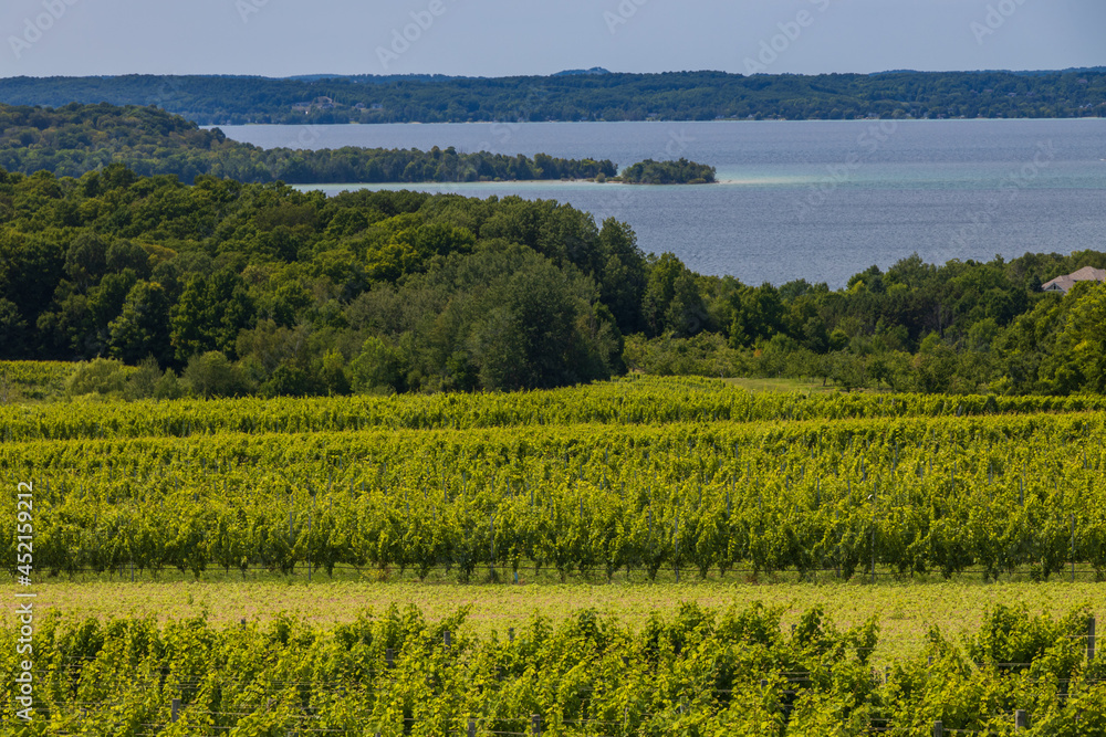 Vineyard with lake in background