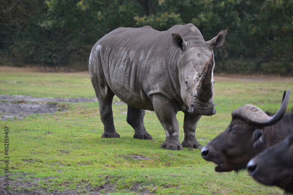 tier, bulle, säugetier, flusspferd, flusspferd, wild, natur, wild lebende tiere, gras, bauernhof, tier, big, warzenschwein, gross, nashorn, safari, braun, tierpark, tier, bulle, säugetier, flusspferd, flusspferd, wild, natur, wild lebende tiere, gras, bauernhof, tier, big, warzenschwein, gross, nashorn, safari, braun, tierpark,