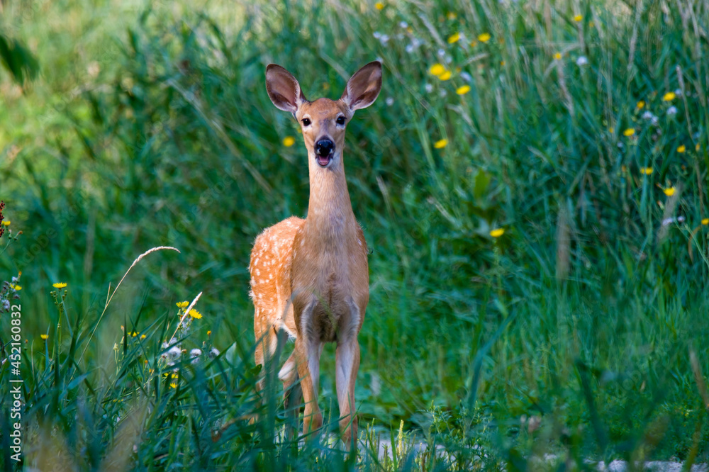fawn in the grass fawn in the grass