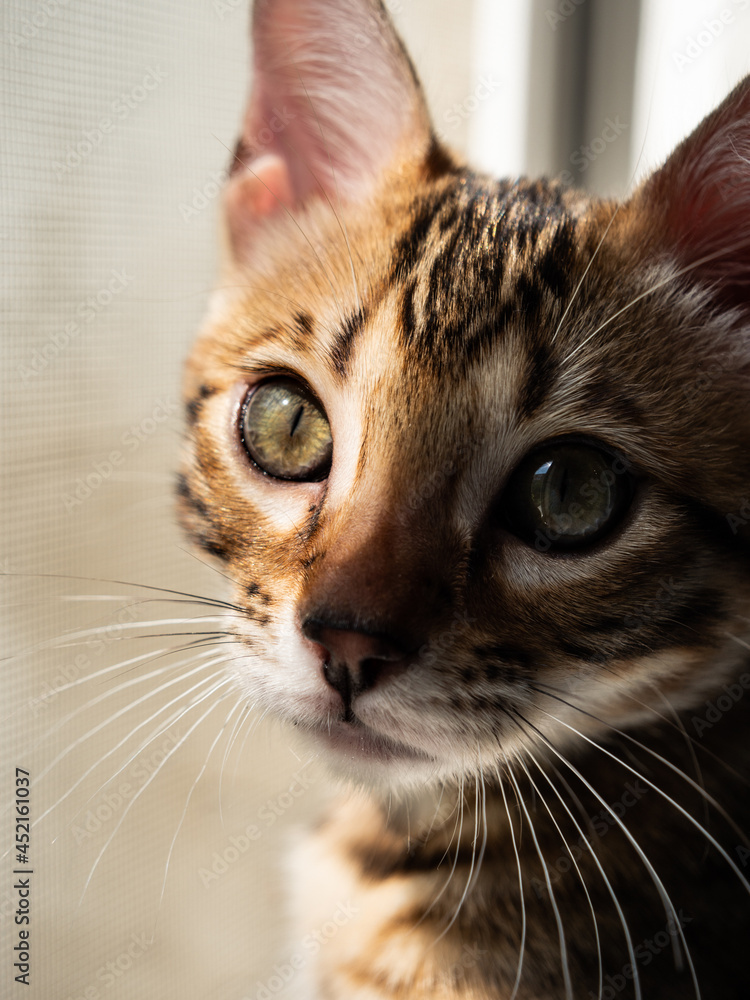 Fototapeta premium beautiful phytogenic Bengal cat posing