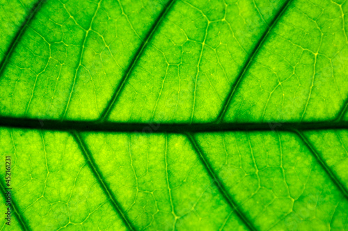 abstract background of green leaves in closeup or macro has detail and structure of vein or cell is way on texture of leaf fresh with bright light at foliage. pattern detail structure on leaf