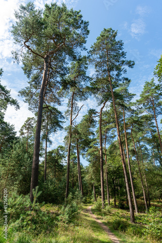 Part of the forest north of Apeldoorn, part of the Veluwe.