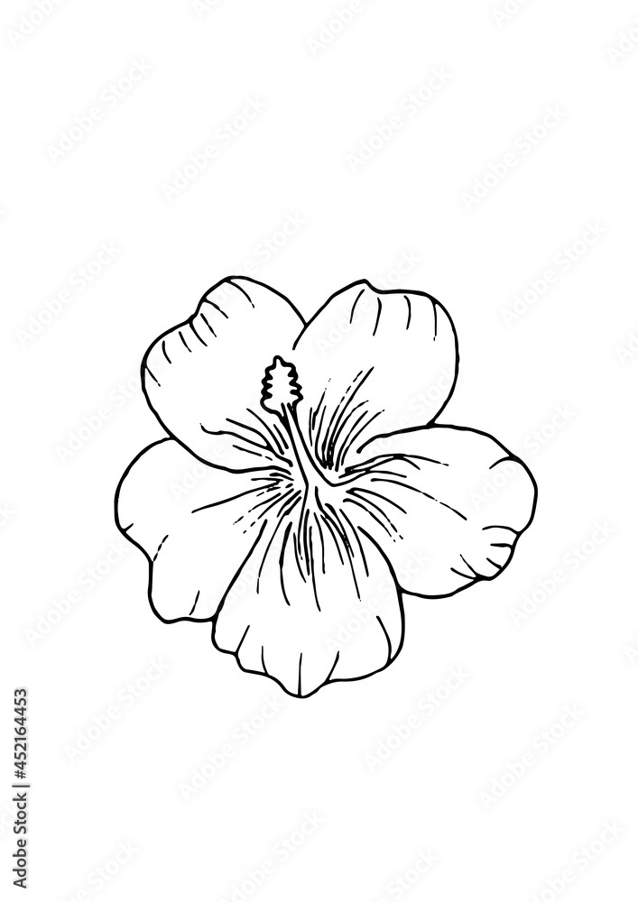 Hand drawn hibiscus flower adult coloring book page easy printable. Doodle style. Black and white vector illstration isolated on white background. A4. Hand drawn hibiscus flower adult coloring book page easy printable. Doodle style. Black and white vector illstration isolated on white background. A4.