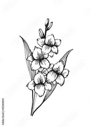 Hand drawn gladiola flower adult coloring book page. Doodle style. Black and white vector illustration isolated on white background. A4 format.