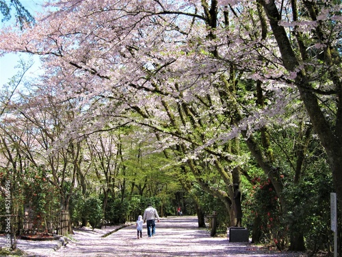 散歩：春の加茂山公園（新潟県）