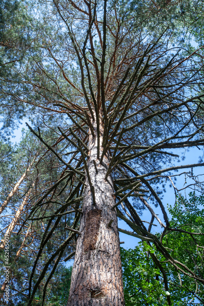 Fototapeta premium Bottom view of a tree, where you can see its trunk, branches and all its leaves from an artistic point of view.