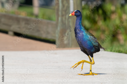 A purple swamphen walks across a footpath near Leesburg, Florida. 