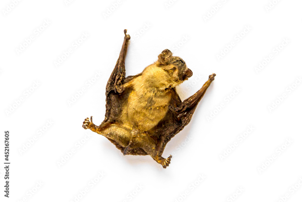 baby bat dried on a white background