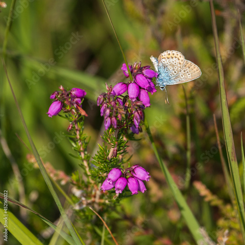 butterfly on a flower pink heather Silver studded blue photo