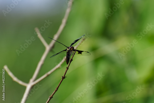 Dragonfly Eyes Shot at Beach of Lake Malawi Southern Africa