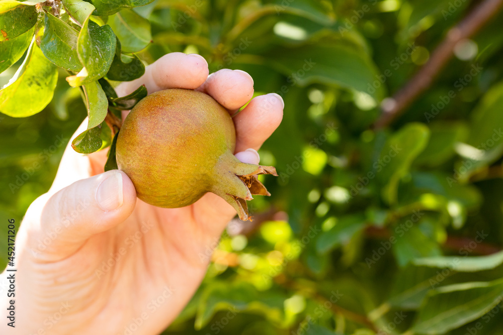 a woman's hand holding a pomegranate ripening on a tree, Natural food a woman's hand holding a pomegranate ripening on a tree, Natural food