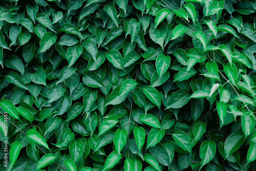 Fototapeta premium Green leaves texture background. Leaf with dark green wall