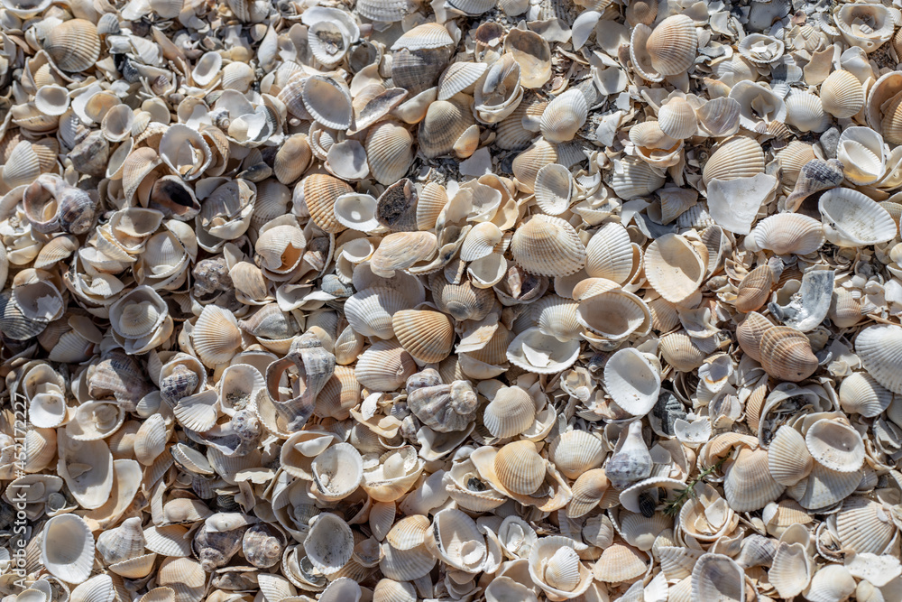 Lots of kind of shells in the sand